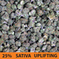 Sativa