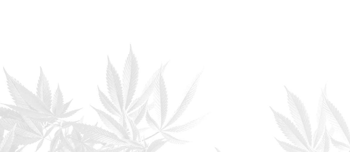 Marijuana leaves background image